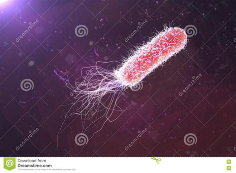 Pseudomonas Da Bactéria Aeruginosa Ilustração Stock Ilustração De