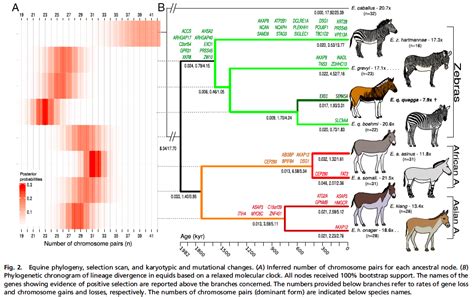 The Dragons Tales Horses Equids Have A Complicated Evolutionary History