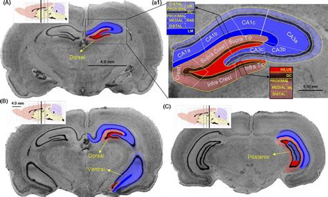 Cytoarchitectonic Segmentation Of Hippocampal Regions And Layers In The