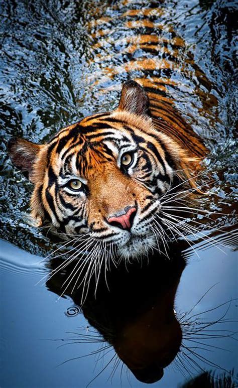 What A Beautiful Tiger Big Cats Are One Of The Most