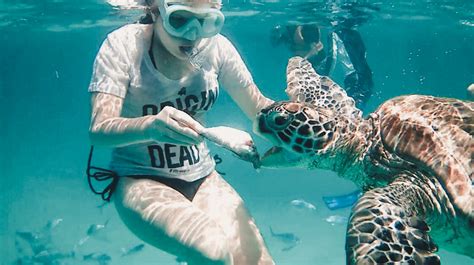 Swimming With Turtles My Bucket List La Vie En Marine