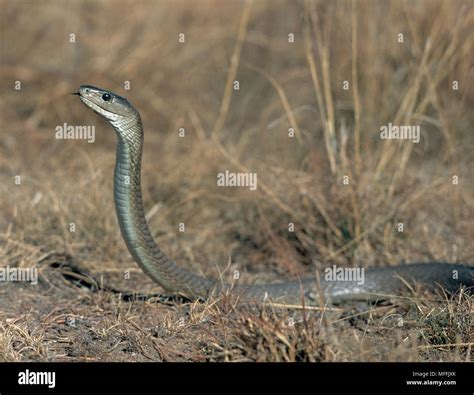 Black Mamba Dendroaspis Polylepis Africas Largest Venomous Snake At