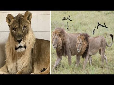 Annual security & fire report. Lioness Grows A Rare Mane in Oklahoma City Zoo - YouTube