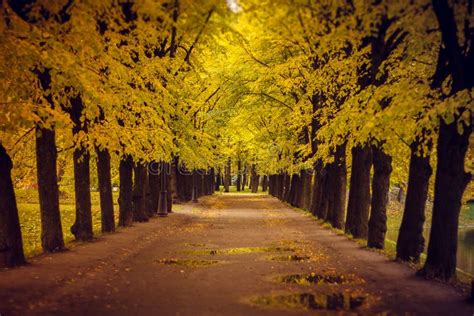 A Sad Autumn Park In Cloudy Weather Stock Photo Image Of Color