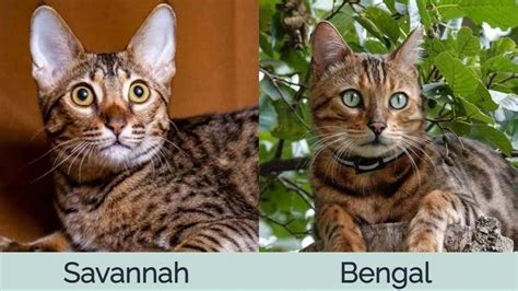 Bengal Cat Size Compared To Domestic Cat