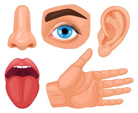 Cartoon Human Sensory Organs Anatomy Human Senses Skin Touch Hearin