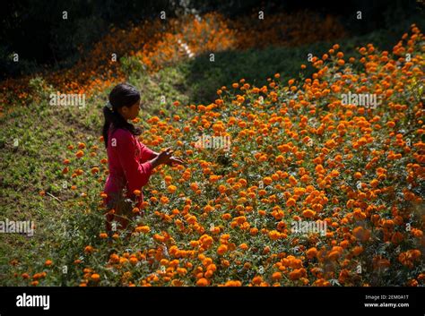 A Girl Picks Marigold Flowers To Be Used During The Tihar Festival Also Called Dipawali Tihar