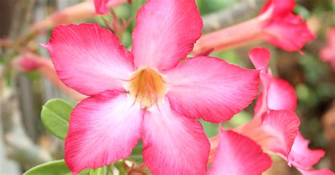 We did not find results for: Impala Lily | ASPCA