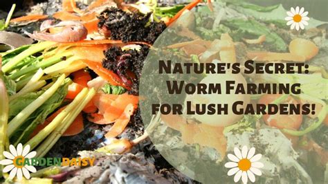 Natures Secret Worm Farming For Lush Gardens Garden Daisy