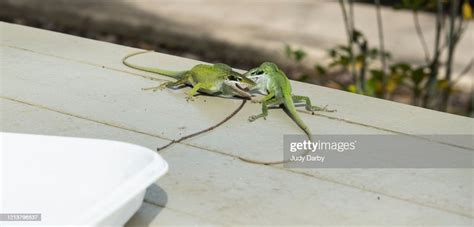 Two Male Green Anoles Anolis Carolinensis High Res Stock Photo Getty