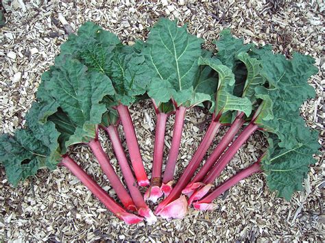 Rhubarb Leaves Poisoning Causes Symptoms Treatment