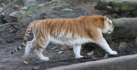 The golden tabby is a whitish yellow colour, with amber stripes coming down the sides. Golden tabby Bengal tiger (Panthera tigris tigris) | Photo ...