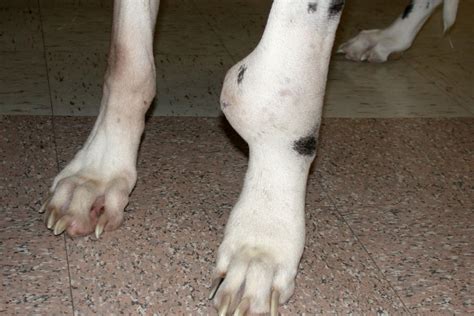 Tumor On Dog Paw