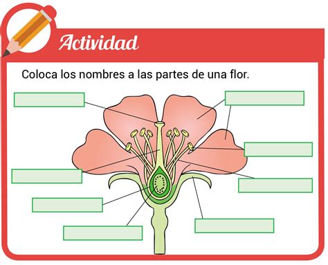 Juegos De Ciencias Juego De Nombres De Las Partes De La Flor Cerebriti