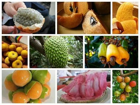 Frutas De Nicaragua