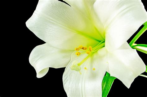 White Lily Flower Meaning Best Flower Site