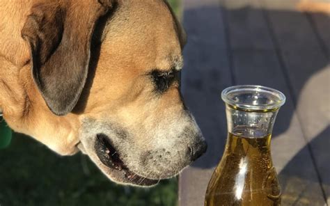 Can You Put Olive Oil In Dogs Ears