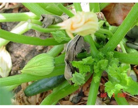 They'll grow down over the when you grow zucchini in pots, you might need to water the plants more often to keep the soil moist. "Spray your zucchini plants once a week with a solution of ...