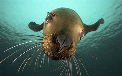 Animals Underwater Sea Seal Seals Camera Nature