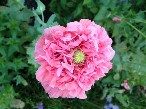 Frilly Pink Poppy With Pale Green Leaves Self Seeds Prolifically In