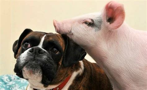 Mummy pig celebrates her birthday with her family. 15 Pigs Who Wish They Were Dogs - The BarkPost