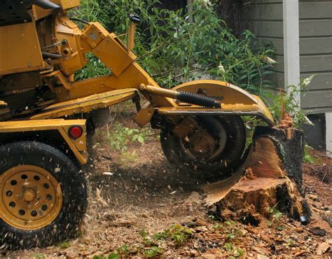 The Differences Between Stump Grinding And Stump Removal Cutting Edge
