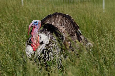 Organic Pasture Raised Turkey Elmwood Stock Farm