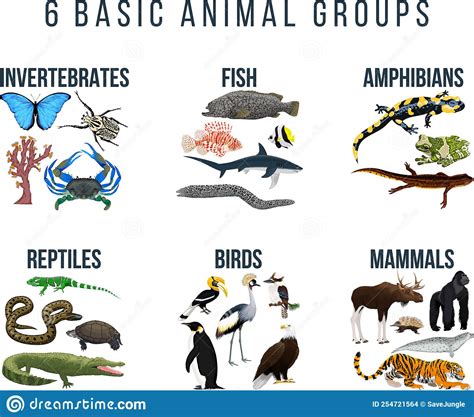 Basic Animal Groups And Biological Educational Zoology Scheme Stock