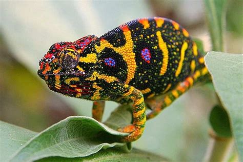 Top 10 Coolest Lizards In The World - Worlds Top Insider