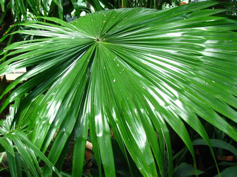 Palm Leaf Free Stock Photo Public Domain Pictures