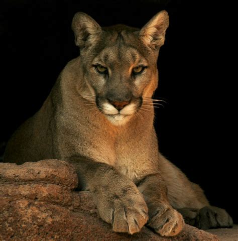 Cougar The Cougar Puma Concolor Also Known As Puma Mou Flickr