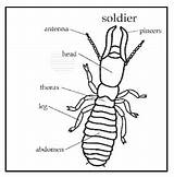 Termite Anatomy Pictures