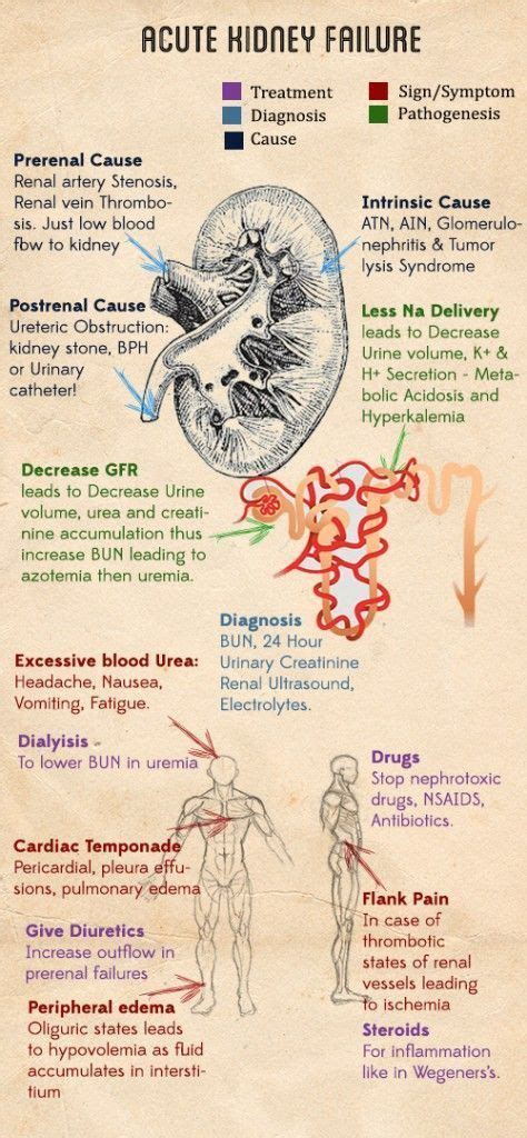 Hypotension, sepsis, hypoxemia, anaphylactic shock, treatment. Best 25+ Acute renal failure ideas on Pinterest | Acute ...