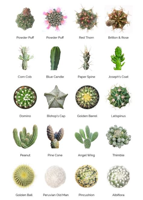 Za Succulent Identification Charts Za Types Of Succulents Plants