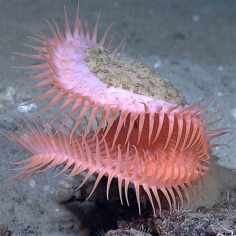 The Deep Sea Is An Amazing Place Here Is A Photo Of A Deep Sea Anemone