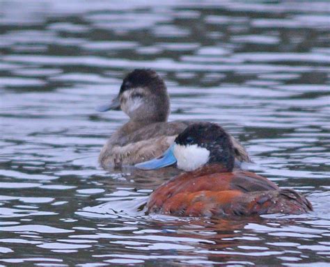 Ruddy Duck 2017 5 My Birding Photos