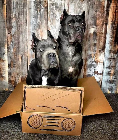 15 Pictures Only Cane Corso Owners Will Think Are Funny The Dogman