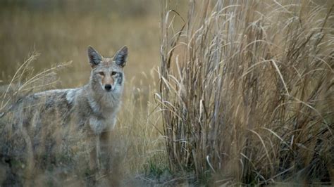 Do Coyotes Really Impact Deer Herds