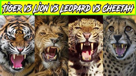 Lion Vs Tiger Vs Cheetah Vs Leopard Vs Jaguar Which Is More Strongest