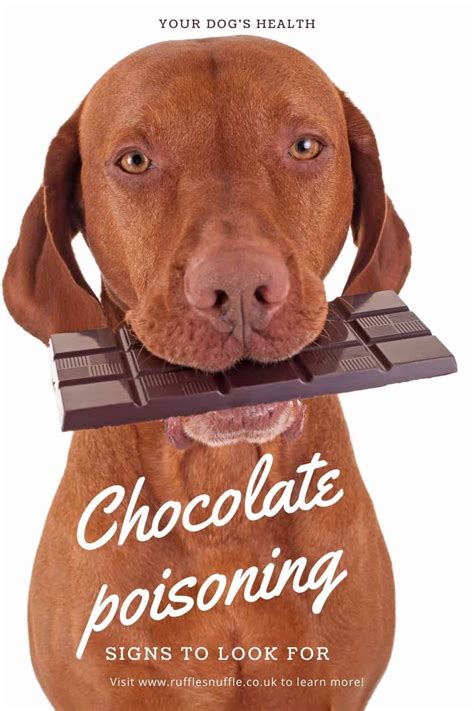 Check spelling or type a new query. Chocolate Toxicity Calculator : How much chocolate can ...