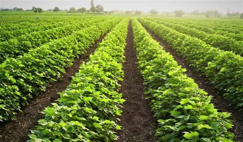 Sustainable Agriculture Practices By Cotton Farmers In India Will Drive