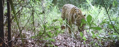 Sanctuary For Jaguars In Mexico Iucn Nl