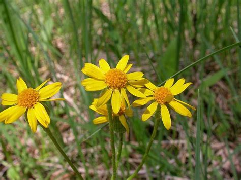 Bright colors adorn most buildings. Prairie Ragwort-Packera plattensis | Ragwort, Woodland ...
