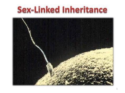 Ppt Sex Linked Inheritance Powerpoint Presentation Id Free Download