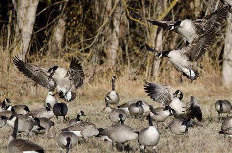 Canada Geese Landing In An Autumn Field Stock Photo Image Of Fall