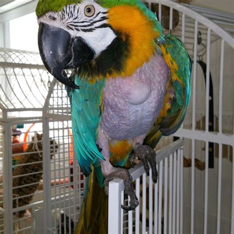Neco A Blue And Gold Macaw Available For Adoption At Lazickis Bird