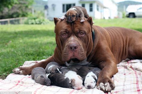 hulk the world s biggest pitbull cuddles up to his litter of puppies which are worth £300 000