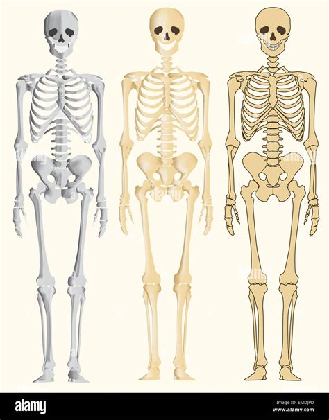 Human Skeleton Stock Vector Images Alamy