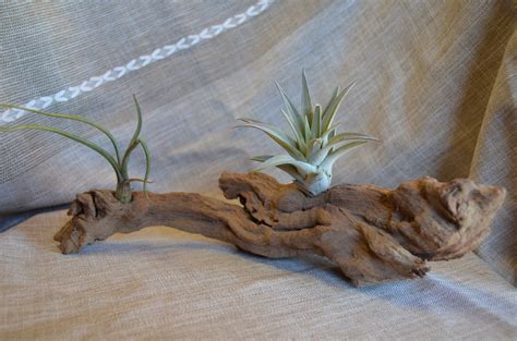 Insider coupons strives to find the best deals, regional or national, so if you don't currently see any offers, be. Cactus, Succulents and Air plants || Fall Decor Trend ...