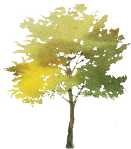 Tree Watercolor Png 540x544 Png Download
